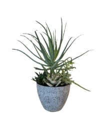 Succulent Mix